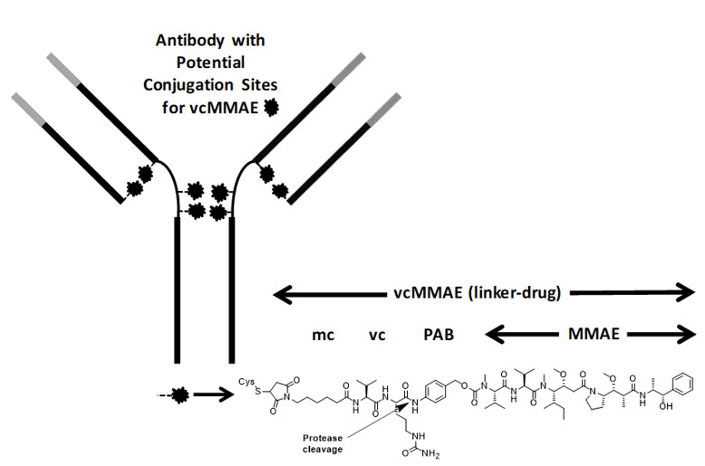 Pill image for These Highlights Do Not Include All The Information Needed To Use Polivy Safely And Effectively. See Full Prescribing Information For Polivy.