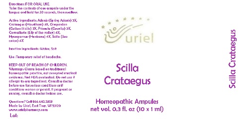 Pill image for Scilla Crataegus
