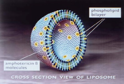 Pill image for Amphotericin B Liposome For Injection