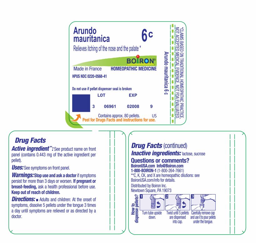 Pill image for Arundo Mauritanica 6c