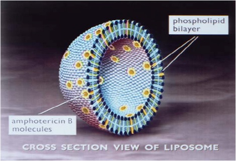 Pill image for Amphotericin B Liposome For Injection