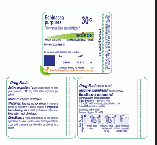 Pill image for Echinacea Purpurea 30c