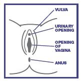 Pill image for Meijer Distribution, Inc. Tioconazole 1 Drug Facts