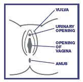 Pill image for Heb Tioconazole 1 Drug Facts