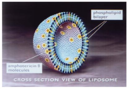 Pill image for Amphotericin B Liposome For Injection