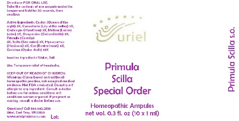 Pill image for Primula Scilla Special Order
